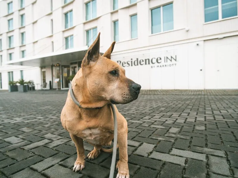 Residence Inn Ghent · Anbieterbild von TUI
