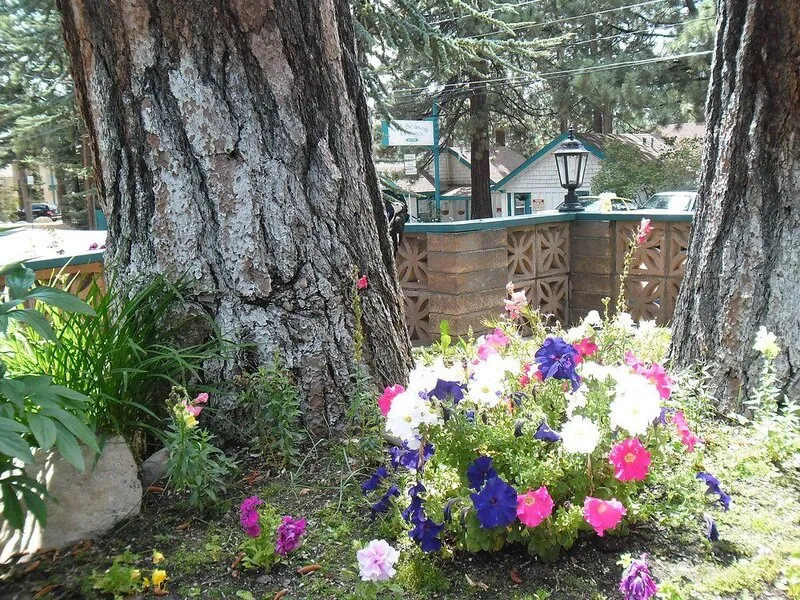 Lake Tahoe Ambassador Lodge · Anbieterbild von TUI