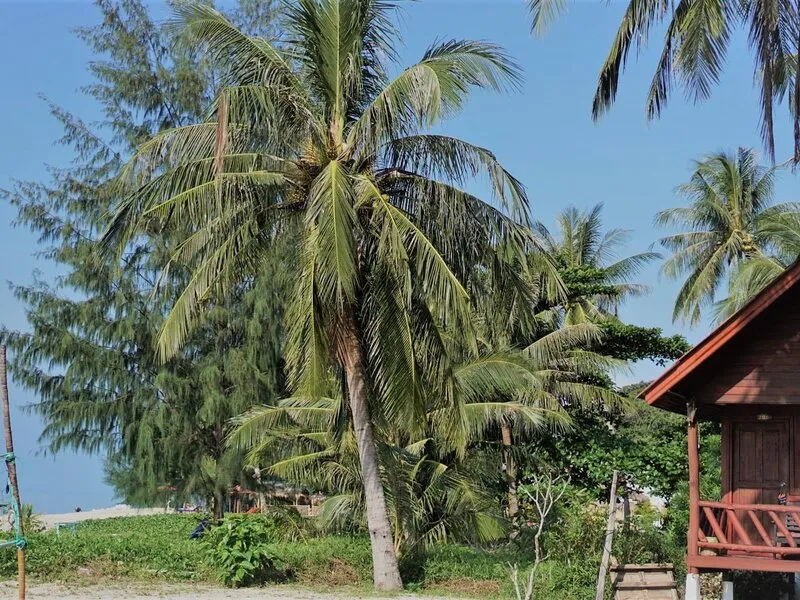 Morning Star Resort · Anbieterbild von TUI