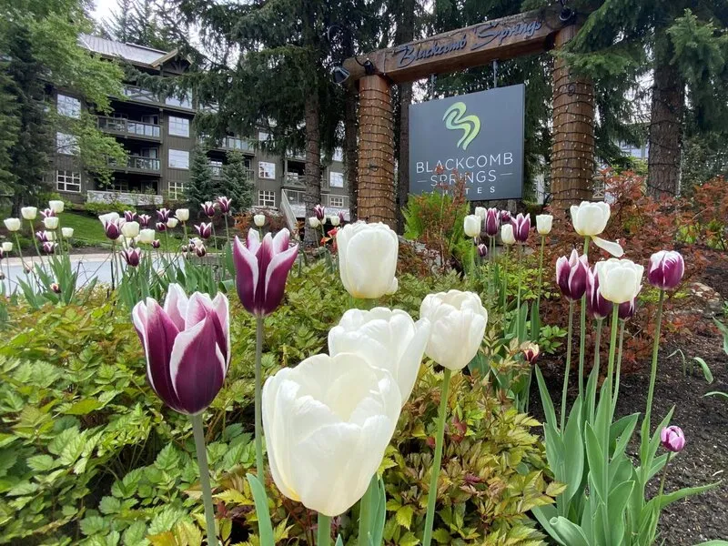 Blackcomb Springs Suites by Clique · Anbieterbild von TUI