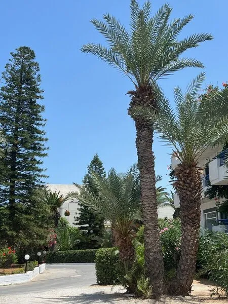 Gorgona Hotel · Anbieterbild von TUI